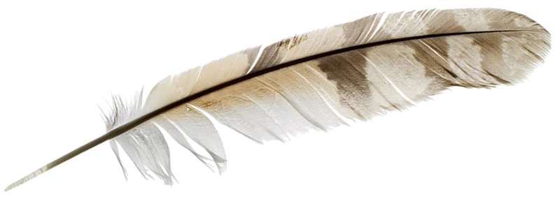 feather quill pen